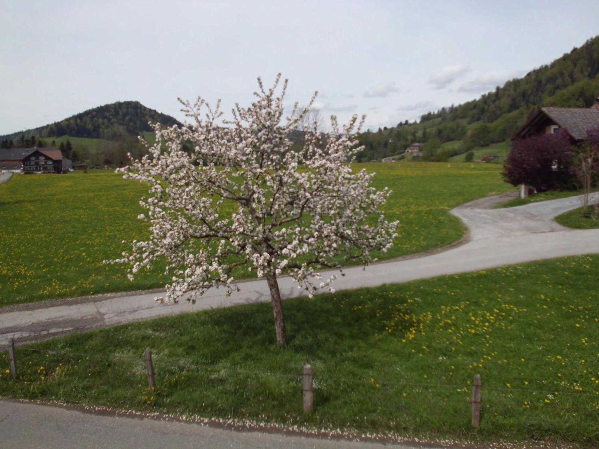 Ferienwohnung Annele Hittisau Buitenkant foto
